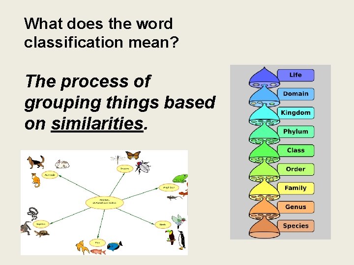 What does the word classification mean? The process of grouping things based on similarities.