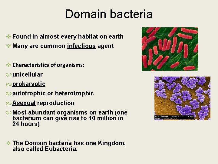 Domain bacteria v Found in almost every habitat on earth v Many are common