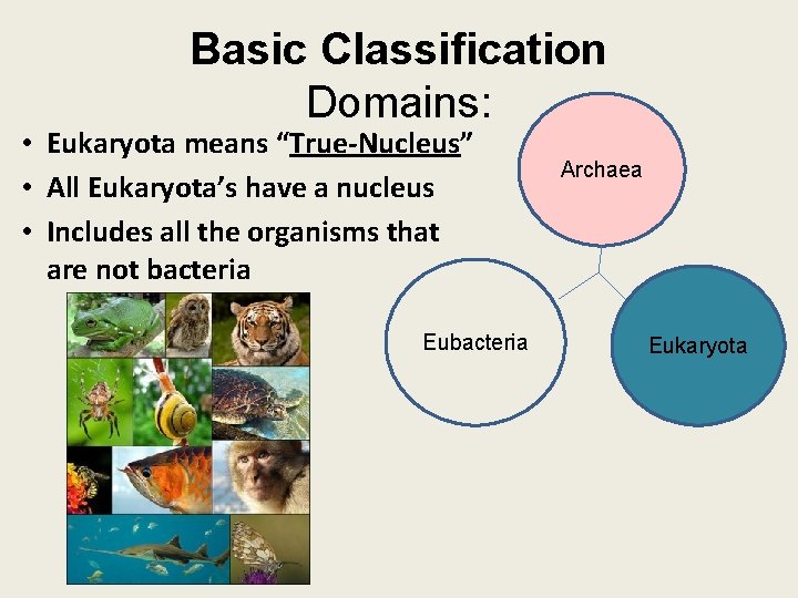 Basic Classification Domains: • Eukaryota means “True-Nucleus” • All Eukaryota’s have a nucleus •