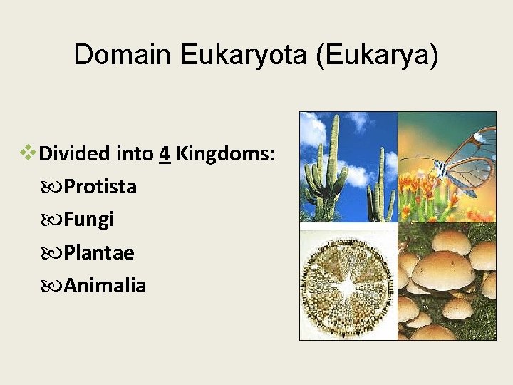 Domain Eukaryota (Eukarya) v. Divided into 4 Kingdoms: Protista Fungi Plantae Animalia 