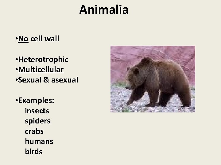 Animalia • No cell wall • Heterotrophic • Multicellular • Sexual & asexual •