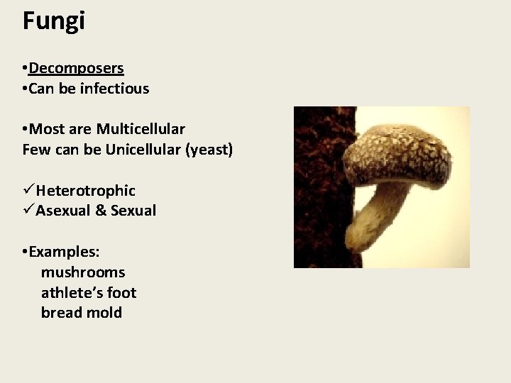 Fungi • Decomposers • Can be infectious • Most are Multicellular Few can be
