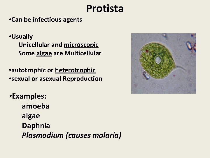  • Can be infectious agents Protista • Usually Unicellular and microscopic Some algae