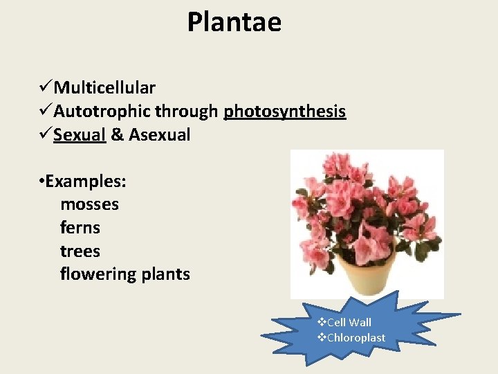 Plantae üMulticellular üAutotrophic through photosynthesis üSexual & Asexual • Examples: mosses ferns trees flowering
