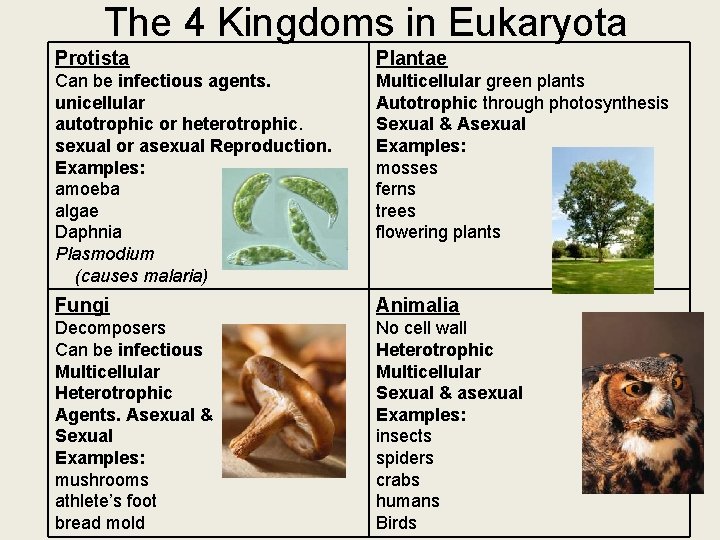 The 4 Kingdoms in Eukaryota Protista Plantae Can be infectious agents. unicellular autotrophic or