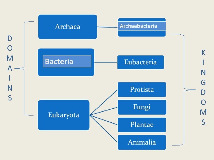 Archaebacteria D O M A I N S Bacteria K I N G D