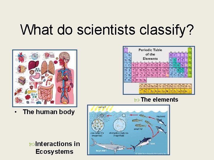 What do scientists classify? The elements • The human body Interactions in Ecosystems 