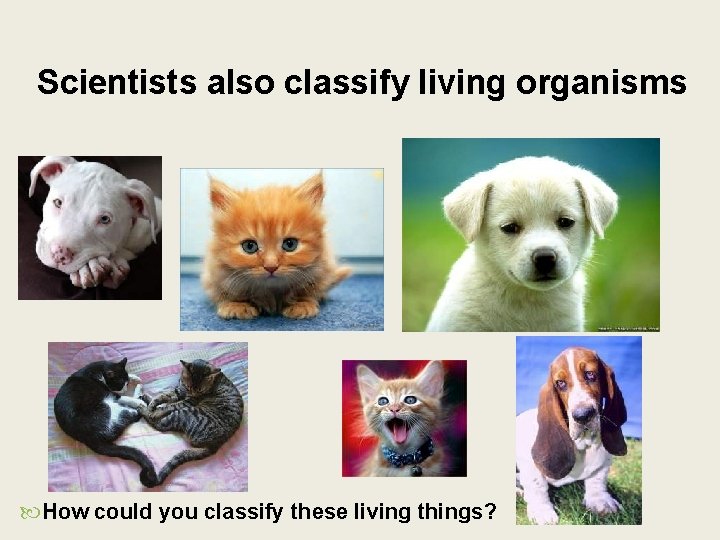 Scientists also classify living organisms How could you classify these living things? 
