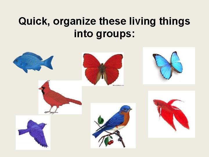 Quick, organize these living things into groups: 