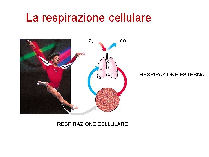 La respirazione cellulare O 2 CO 2 RESPIRAZIONE ESTERNA RESPIRAZIONE CELLULARE 
