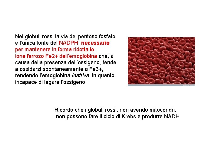 Nei globuli rossi la via del pentoso fosfato è l’unica fonte del NADPH necessario