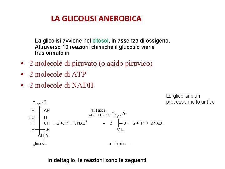 LA GLICOLISI ANEROBICA La glicolisi avviene nel citosol, in assenza di ossigeno. Attraverso 10