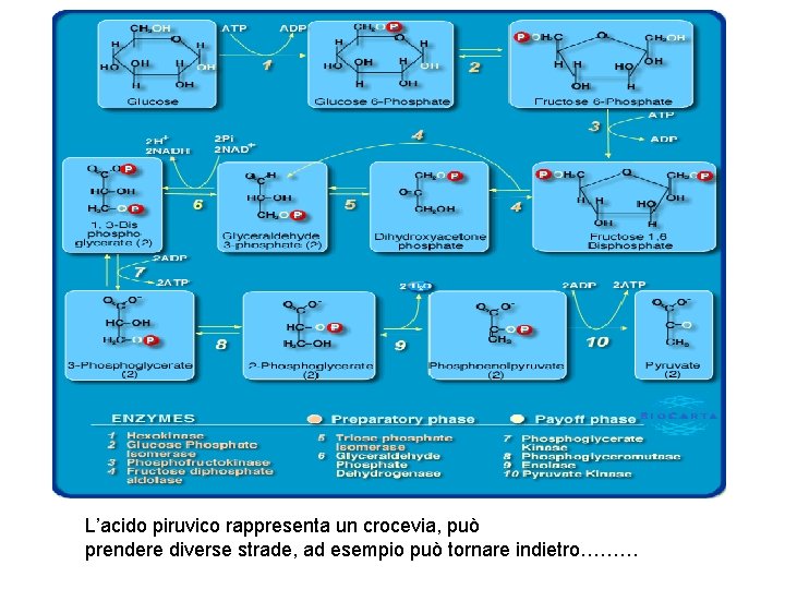 L’acido piruvico rappresenta un crocevia, può prendere diverse strade, ad esempio può tornare indietro………