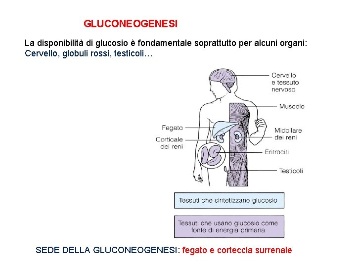 GLUCONEOGENESI La disponibilità di glucosio è fondamentale soprattutto per alcuni organi: Cervello, globuli rossi,