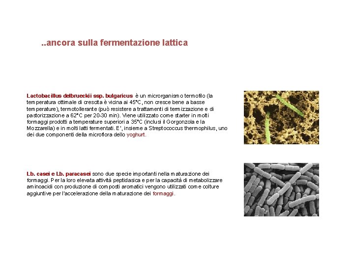 . . ancora sulla fermentazione lattica Lactobacillus delbrueckii ssp. bulgaricus è un microrganismo termofilo