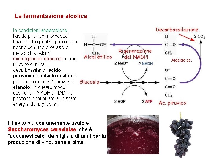 La fermentazione alcolica In condizioni anaerobiche l’acido piruvico, il prodotto finale della glicolisi, può