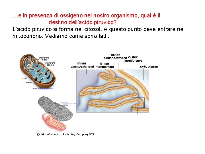 …e in presenza di ossigeno nel nostro organismo, qual è il destino dell’acido piruvico?