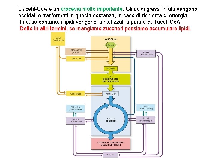 L’acetil-Co. A è un crocevia molto importante. Gli acidi grassi infatti vengono ossidati e