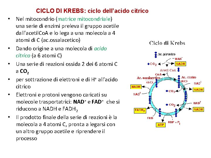  • • • CICLO DI KREBS: ciclo dell’acido citrico Nel mitocondrio (matrice mitocondriale)