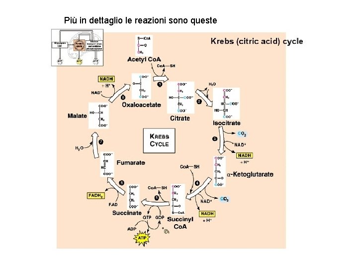 Più in dettaglio le reazioni sono queste 