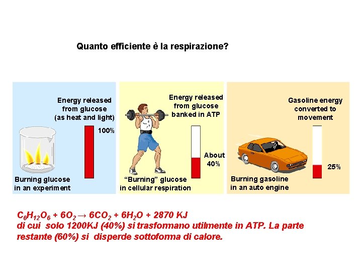 Quanto efficiente è la respirazione? Energy released from glucose (as heat and light) Energy