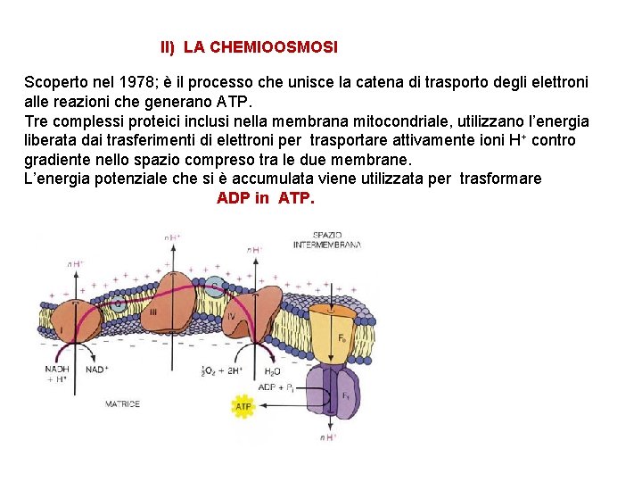 II) LA CHEMIOOSMOSI Scoperto nel 1978; è il processo che unisce la catena di
