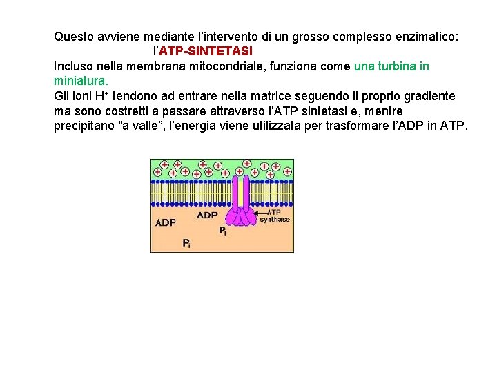 Questo avviene mediante l’intervento di un grosso complesso enzimatico: l’ATP-SINTETASI Incluso nella membrana mitocondriale,