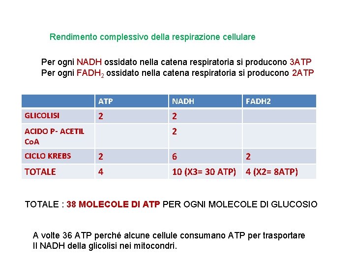 Rendimento complessivo della respirazione cellulare Per ogni NADH ossidato nella catena respiratoria si producono