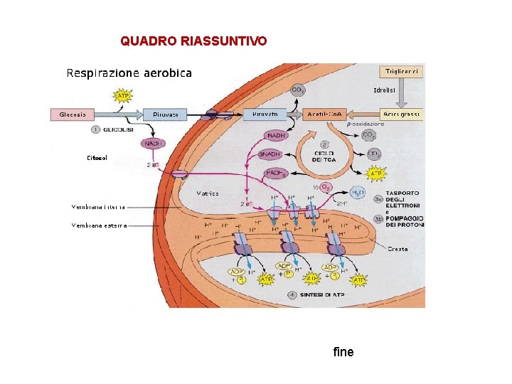 QUADRO RIASSUNTIVO fine 