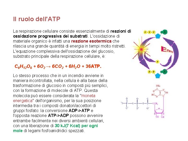 Il ruolo dell'ATP La respirazione cellulare consiste essenzialmente di reazioni di ossidazione progressiva dei