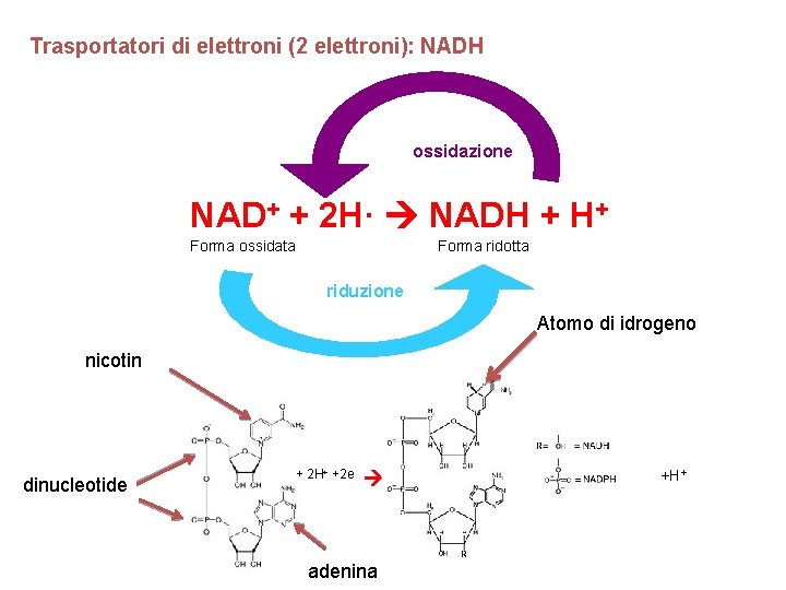 Trasportatori di elettroni (2 elettroni): NADH ossidazione NAD+ + 2 H· NADH + H+