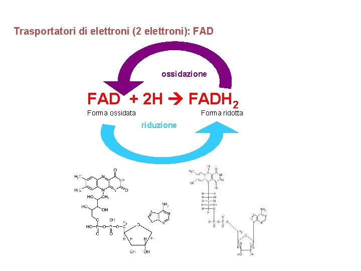 Trasportatori di elettroni (2 elettroni): FAD ossidazione FAD + 2 H FADH 2 Forma