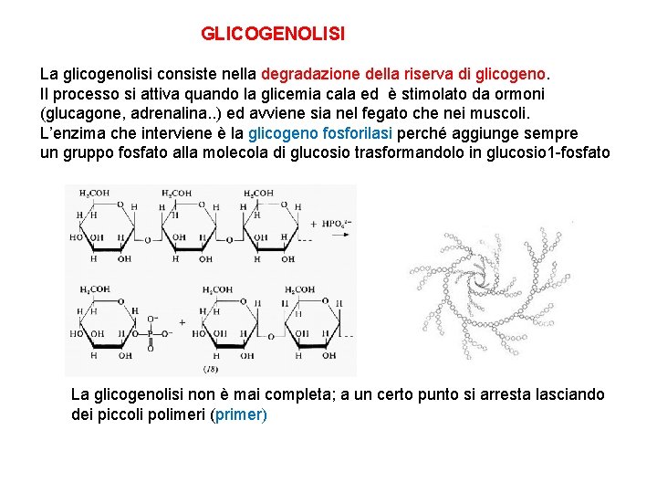 GLICOGENOLISI La glicogenolisi consiste nella degradazione della riserva di glicogeno. Il processo si attiva