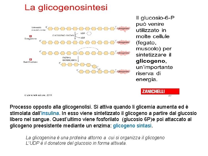 Processo opposto alla glicogenolisi. Si attiva quando li glicemia aumenta ed è stimolata dall’insulina.