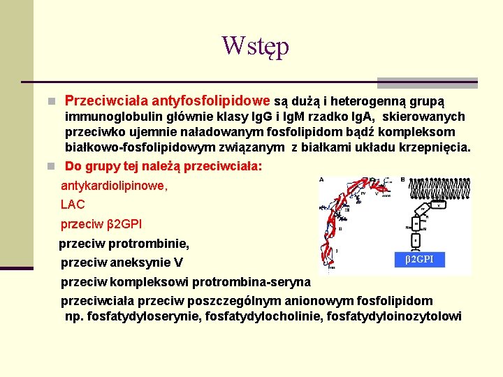 Wstęp n Przeciwciała antyfosfolipidowe są dużą i heterogenną grupą immunoglobulin głównie klasy Ig. G Wstęp n Przeciwciała antyfosfolipidowe są dużą i heterogenną grupą immunoglobulin głównie klasy Ig. G
