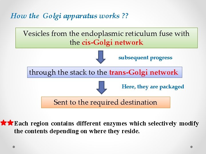 How the Golgi apparatus works ? ? Vesicles from the endoplasmic reticulum fuse with