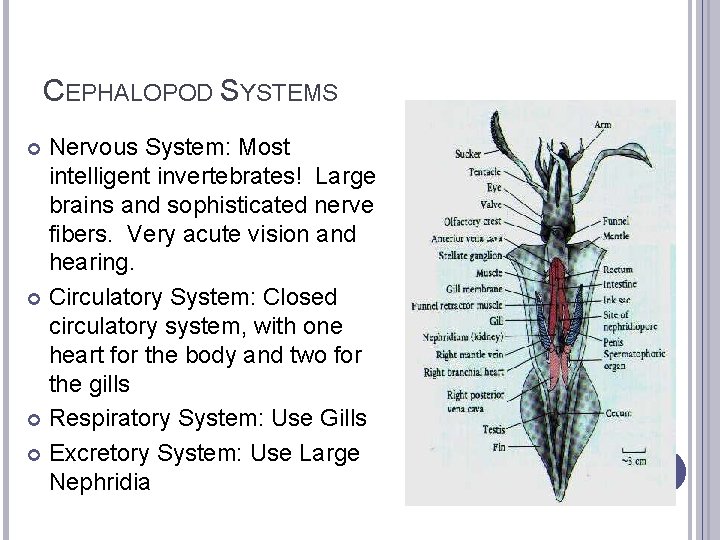 CEPHALOPOD SYSTEMS Nervous System: Most intelligent invertebrates! Large brains and sophisticated nerve fibers. Very