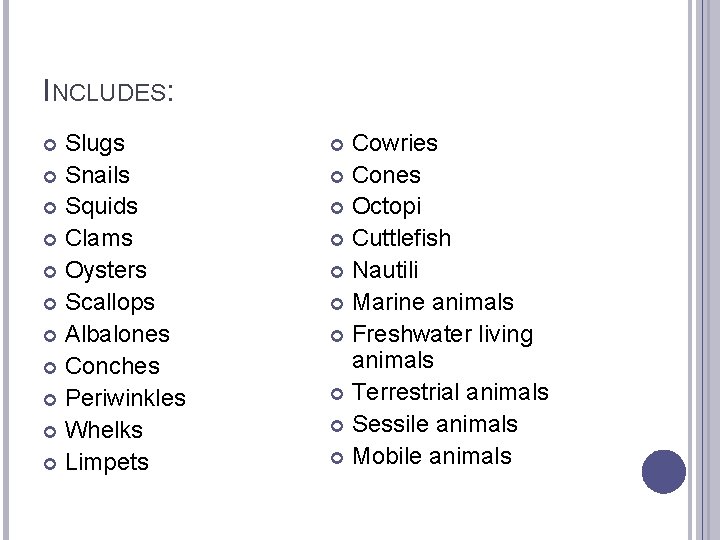 INCLUDES: Slugs Snails Squids Clams Oysters Scallops Albalones Conches Periwinkles Whelks Limpets Cowries Cones