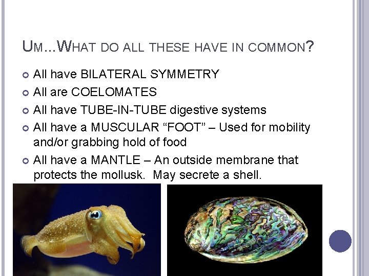 UM. . . WHAT DO ALL THESE HAVE IN COMMON? All have BILATERAL SYMMETRY