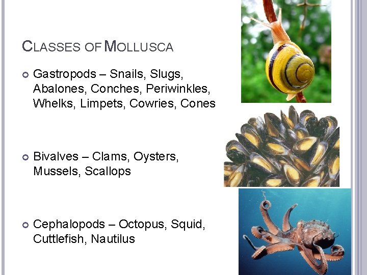 CLASSES OF MOLLUSCA Gastropods – Snails, Slugs, Abalones, Conches, Periwinkles, Whelks, Limpets, Cowries, Cones