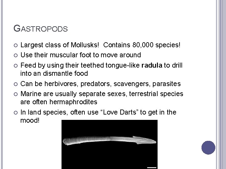 GASTROPODS Largest class of Mollusks! Contains 80, 000 species! Use their muscular foot to