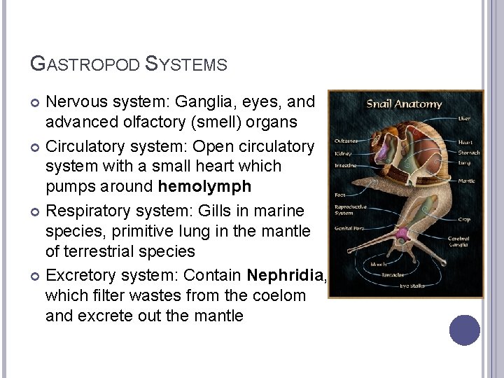 GASTROPOD SYSTEMS Nervous system: Ganglia, eyes, and advanced olfactory (smell) organs Circulatory system: Open