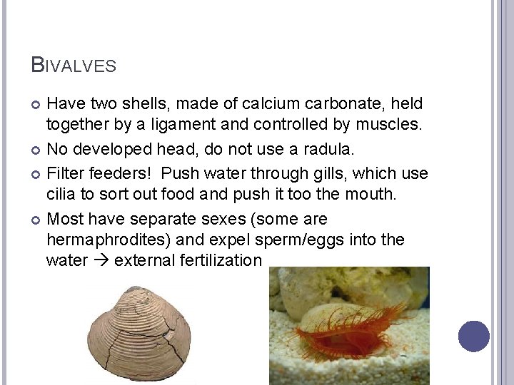 BIVALVES Have two shells, made of calcium carbonate, held together by a ligament and
