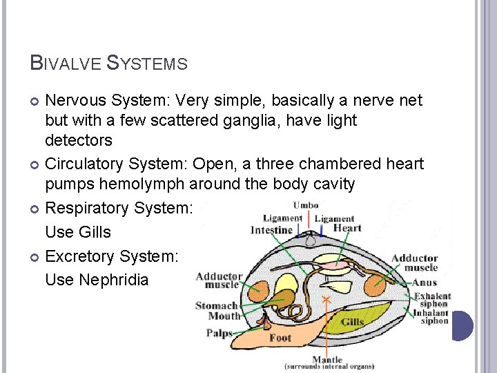 BIVALVE SYSTEMS Nervous System: Very simple, basically a nerve net but with a few