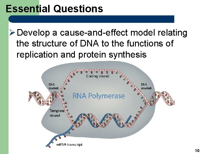 Essential Questions Ø Develop a cause-and-effect model relating the structure of DNA to the