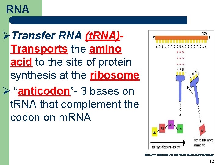 RNA ØTransfer RNA (t. RNA)Transports the amino acid to the site of protein synthesis