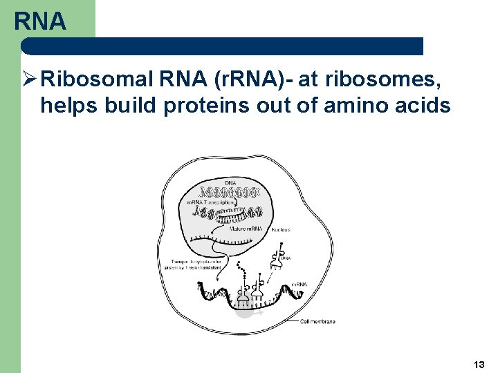 RNA Ø Ribosomal RNA (r. RNA)- at ribosomes, helps build proteins out of amino