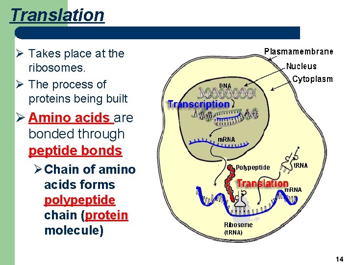 Translation Ø Takes place at the ribosomes. Ø The process of proteins being built
