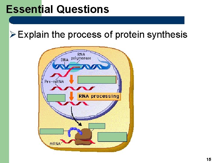 Essential Questions Ø Explain the process of protein synthesis 15 