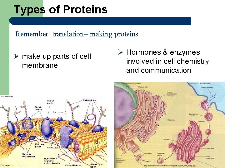 Types of Proteins Remember: translation= making proteins Ø make up parts of cell membrane